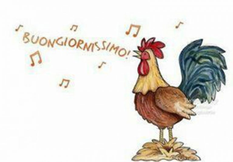 Bartolito Era Un Gallo In Italiano